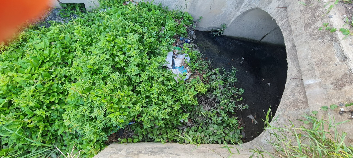 Đám cỏ dại ngày càng xanh tốt trên nền bùn thải màu mỡ ngay miệng cống.