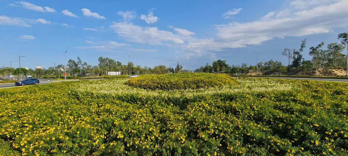 Đây cũng là điểm check-in yêu thích của nhiều du khách với "hoa vàng trên cỏ xanh".