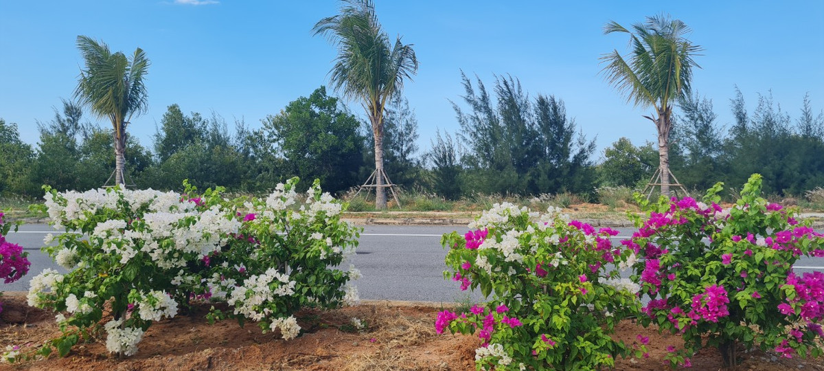 Băng qua những đồi cát và rừng dương, con đường ven biển đi qua địa phận Quảng Nam mang một vẻ đẹp vừa hoang sơ vừa hiện đại.