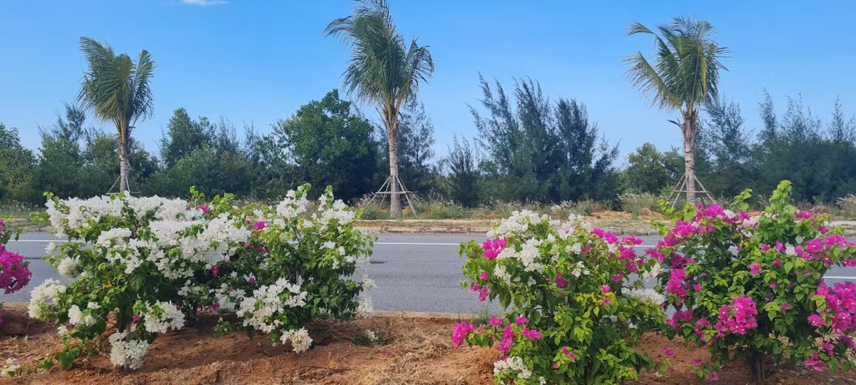 Băng qua những đồi cát và rừng dương, con đường ven biển đi qua địa phận Quảng Nam mang một vẻ đẹp vừa hoang sơ vừa hiện đại.