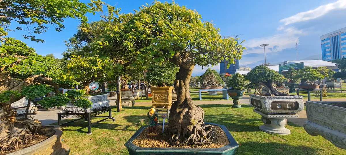 Mỗi cây có một đặc tính, dáng thế khác nhau nhưng đều mang nét độc đáo riêng.