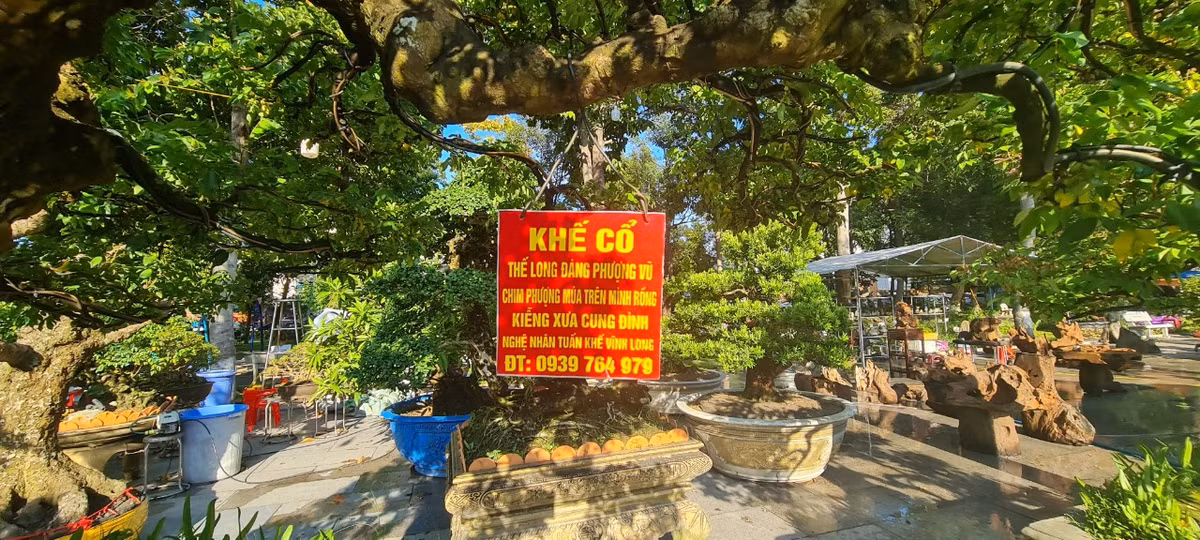 Tác phẩm bonsai độc đáo này được một nhà vườn miền Nam mang đến Triển lãm và hội thi sinh vật cảnh khu vực miền Trung - Tây Nguyên mở rộng năm 2023 diễn ra tại Bình Định từ 19 đến 29/8.