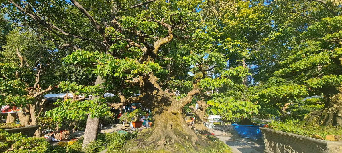 Gốc khế có tuổi đời hàng trăm năm, được chủ nhân chăm chút kỹ lưỡng.