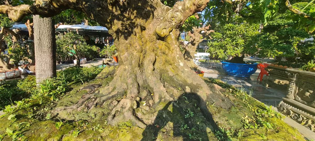 Gốc khế mang màu sắc cổ kính, rêu phong, rễ lồi khỏi mặt chậu và có nhiều u cục. Bộ rễ lồi và nhiều hang hốc đã tạo nên giá trị đặc biệt của gốc khế.