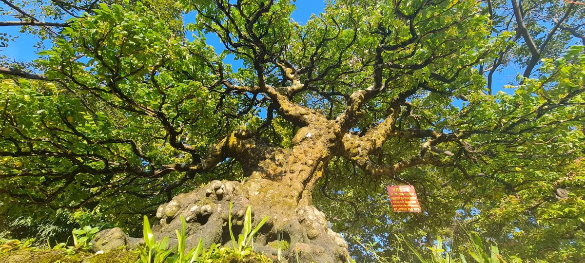 Tán cây rộng xòe ra như rồng bay phượng múa.