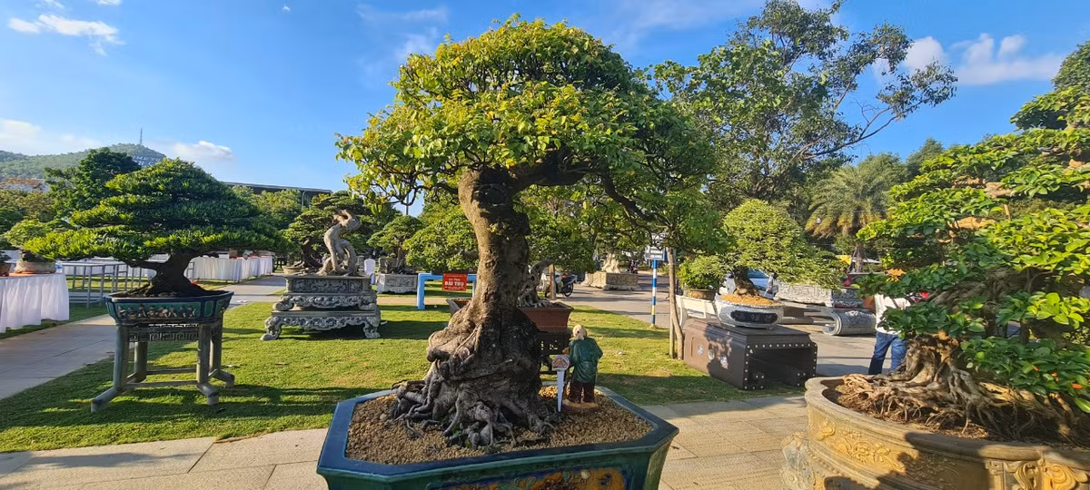 Những gốc khế tầm trung với dáng thế độc lạ.