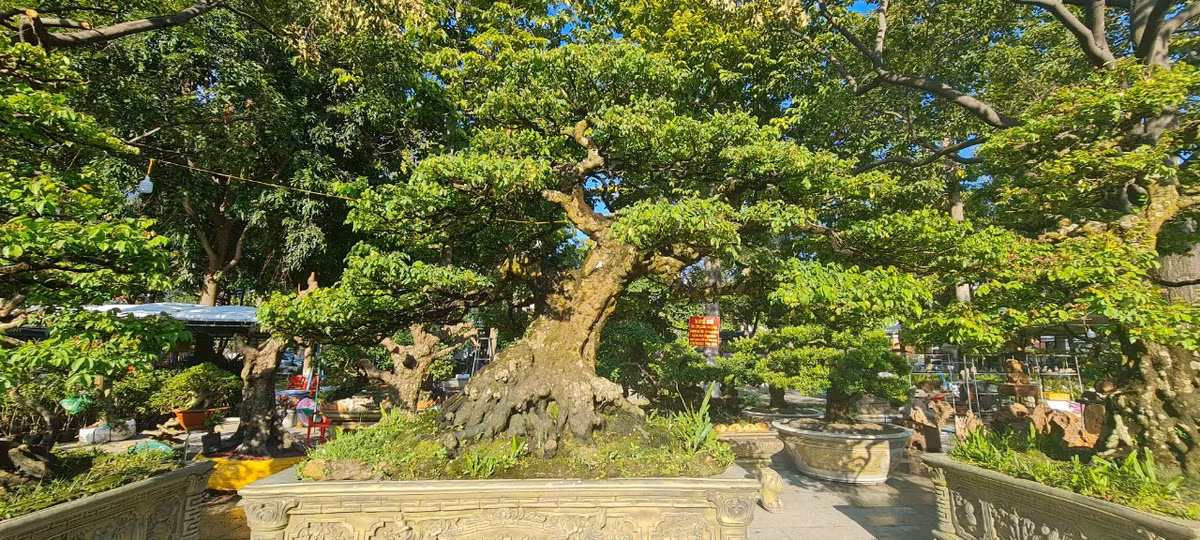 Can canh nhung cay khe doc la dang gia ca gia tai