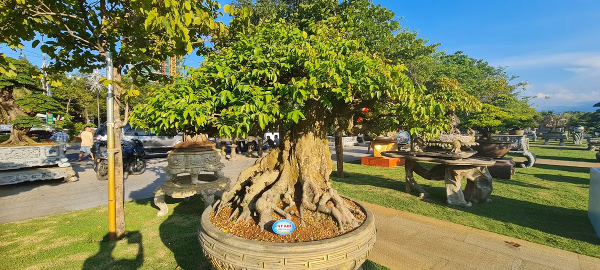 Nhiều nhất là các gốc khế tầm trung được định giá đến hàng trăm triệu.