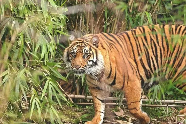 Neu 6 loai ho hien nay gap nhau, loai nao chien thang?-Hinh-4