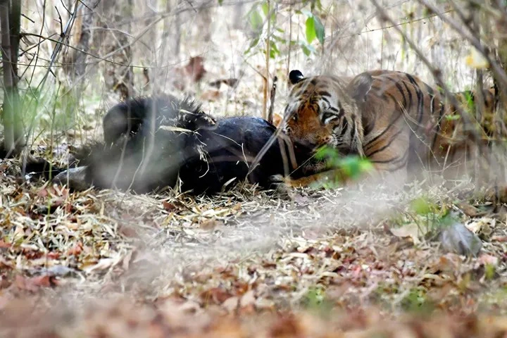 Neu 6 loai ho hien nay gap nhau, loai nao chien thang?-Hinh-6