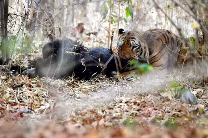 Neu 6 loai ho hien nay gap nhau, loai nao chien thang?-Hinh-6