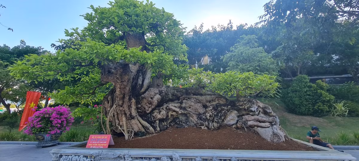 Tác phẩm bonsai độc đáo khiến nhiều người thích thú.