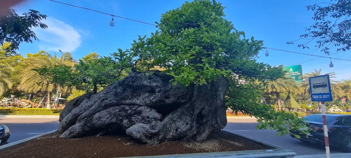  Gốc quăng dáng "ngọa hổ linh sơn" có 1-0-2 này được nhiều người cho là "vô giá".