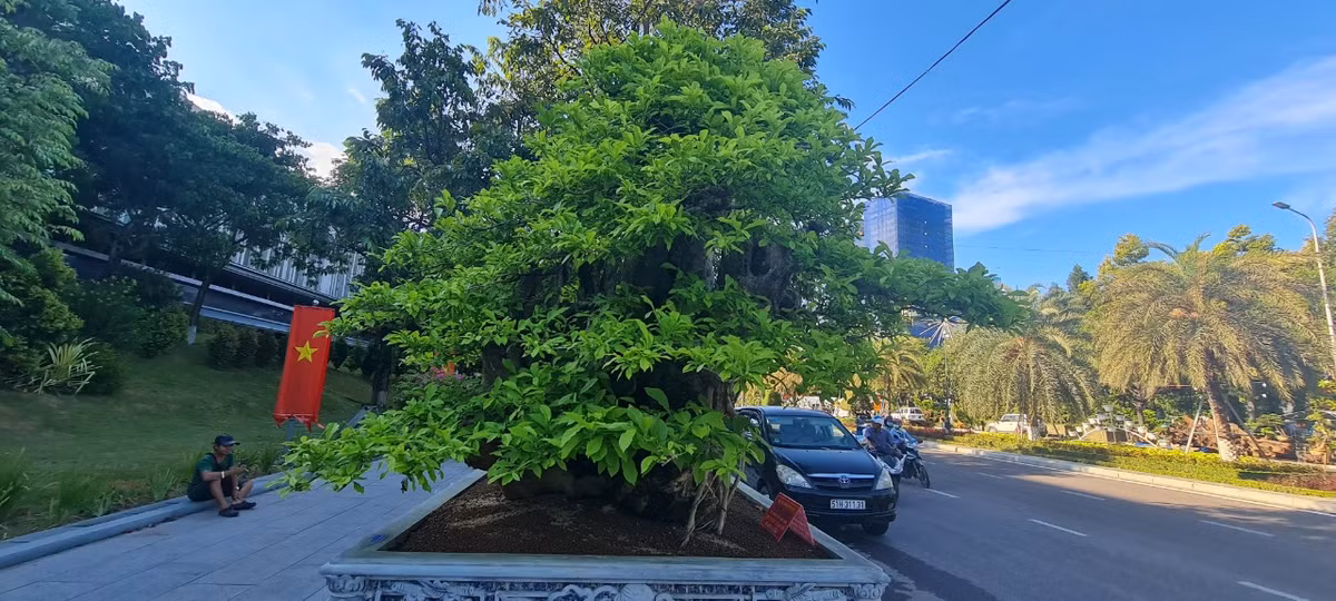 Từng mọc nhiều ở dọc chân đồi, bìa núi ở các tỉnh Quảng Ngãi, Bình Định thế nhưng nhiều năm trở lại đây, quăng ngày một ít dần.