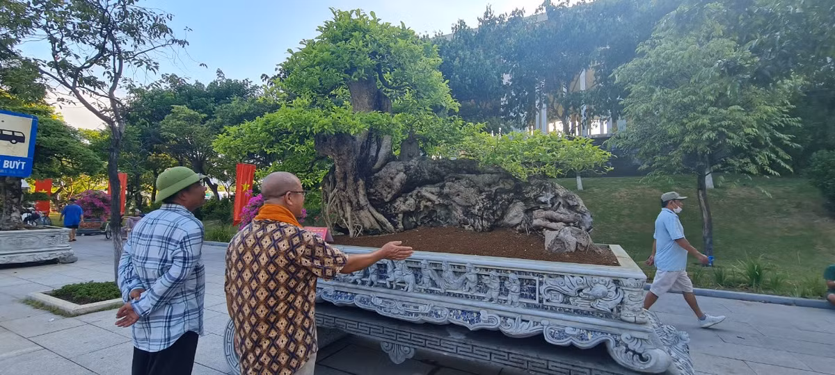 Được trưng bày ở mặt tiền khu triển lãm ngay Trung tâm Hội nghị tỉnh Bình Định, tác phẩm bonsai độc đáo này thu hút sự chú ý của nhiều người.