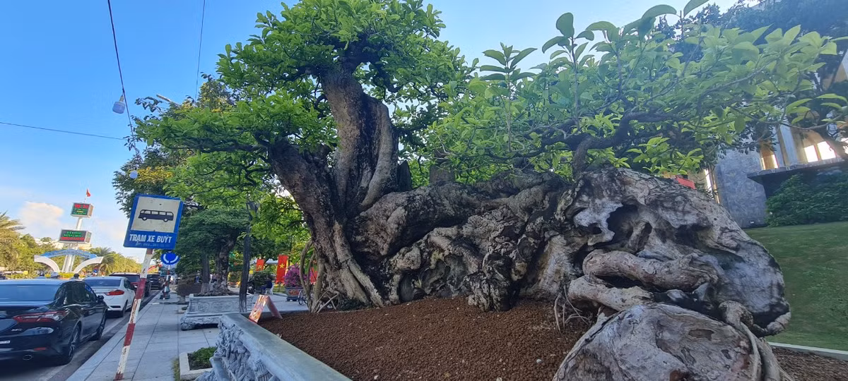 Gốc bonsai với tuổi đời hàng trăm năm gợi nhớ về cây quăng rừng lúc lỉu quả chín, nhuộm đỏ cả cành những ngày hè năm nào.