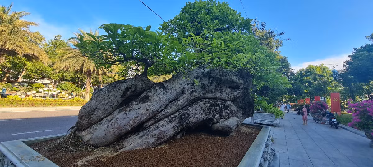 Cứ mỗi dịp đến mùa hè, vào khoảng tháng 6, nhiều người, đặc biệt là học sinh ở vùng thôn quê lại kéo nhau mang sào đi đập trái quăng để ăn.