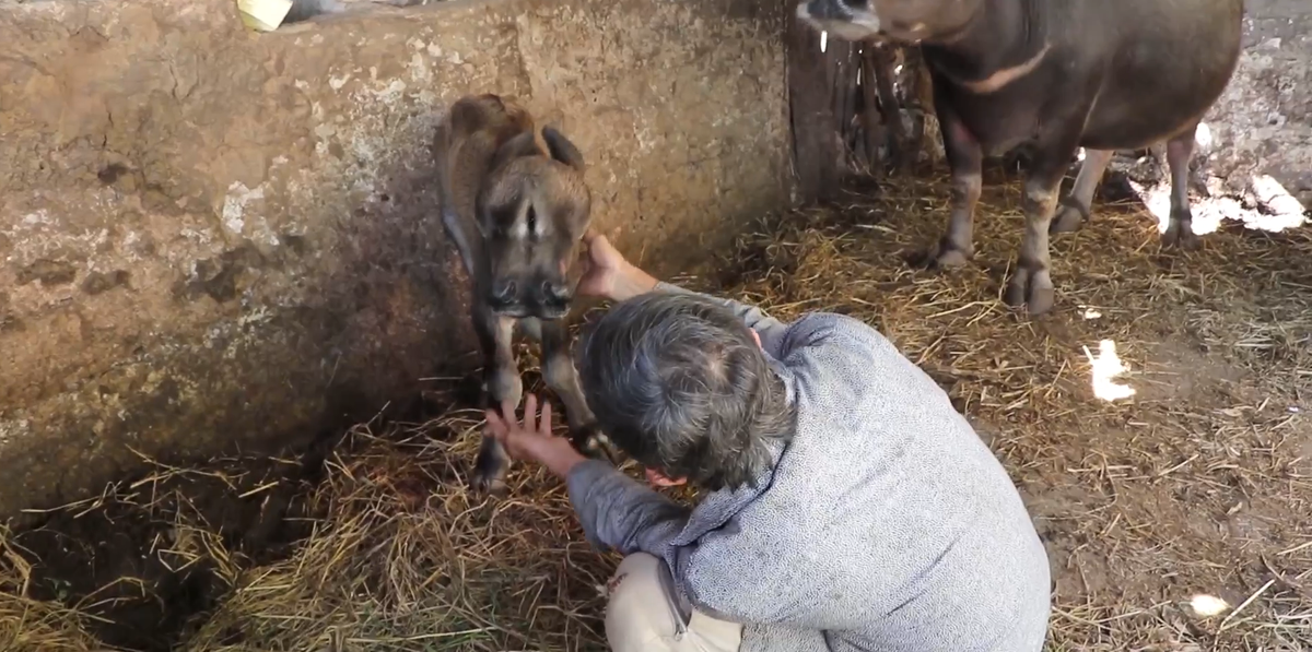 Nhiều người hiếu kỳ tìm đến nhà ông S. để tận mắt nhìn thấy chú nghé với hình dáng kỳ lạ.