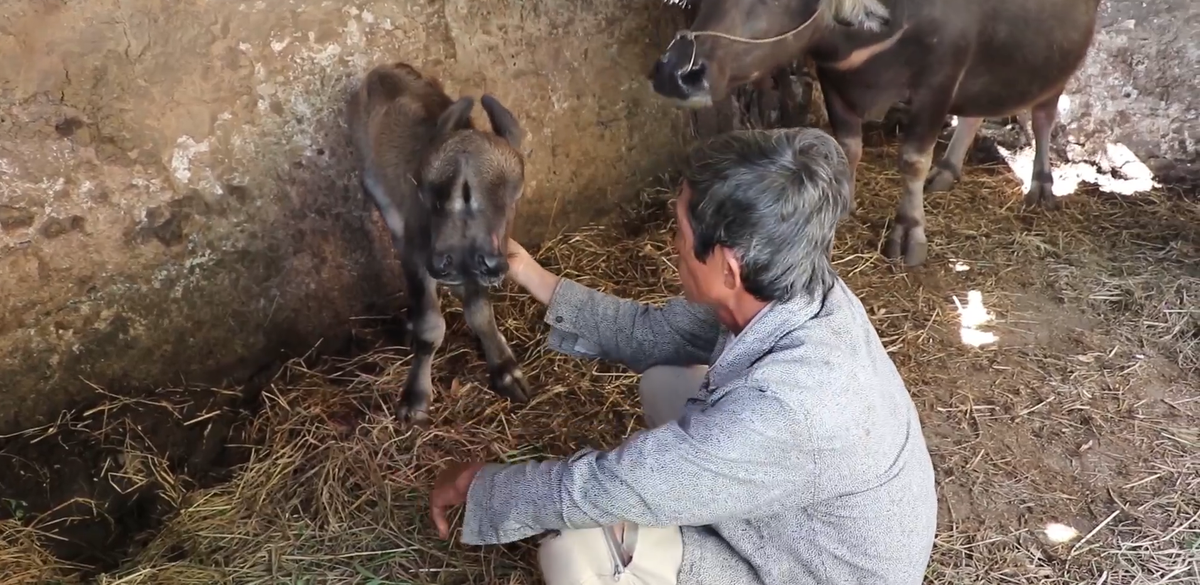 Cũng vì hình dáng kỳ lạ này mà khi được sinh ra, chú nghé rất yếu ớt, đi lại khó khăn và không tự bú được sữa mẹ.