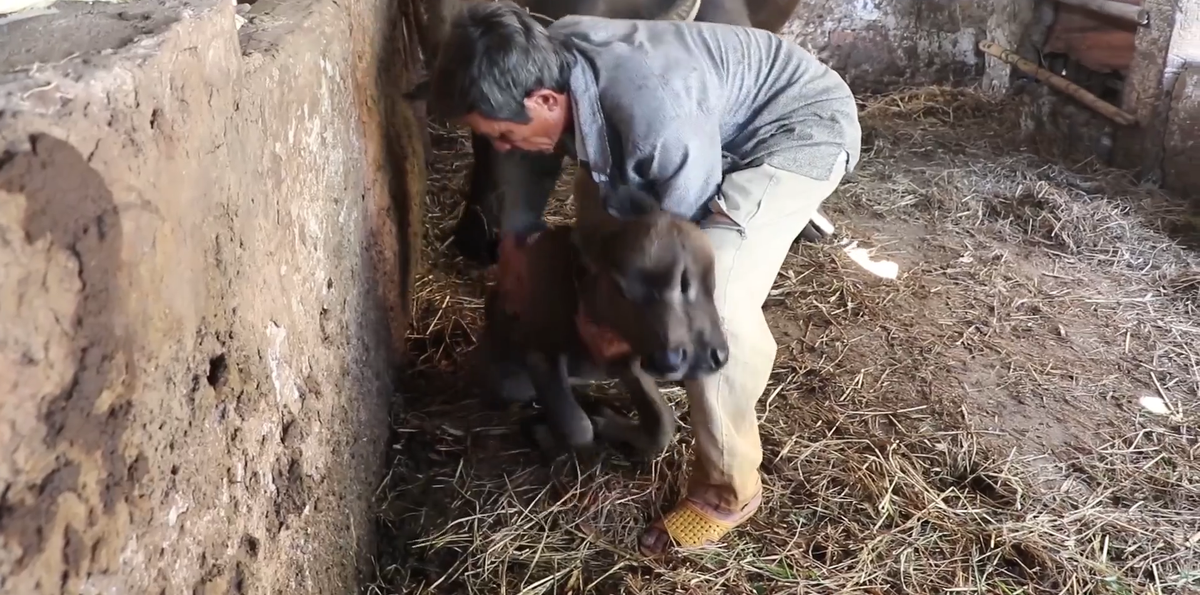 Chủ nhân chú nghé này là ông S. ở xã Bình Trung, huyện Thăng Bình, tỉnh Quảng Nam.