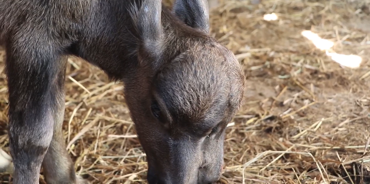 Qua quan sát, phần đầu của chú nghé giống như có 2 cái đầu ghép lại. Chưa hết, chú nghé có tới 2 miệng, 2 mũi, 2 lưỡi.