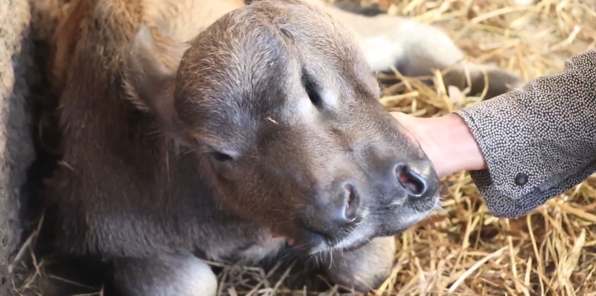 Chính giữa có một cái lỗ giống như con mắt thứ ba.