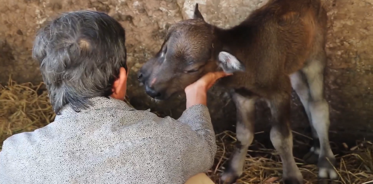 Ông S. cho biết, gia đình ông nuôi 2 con trâu trưởng thành và đều đang mang thai. Vào chiều 19/8, một trong 2 con trâu trưởng thành chuyển dạ sinh con.