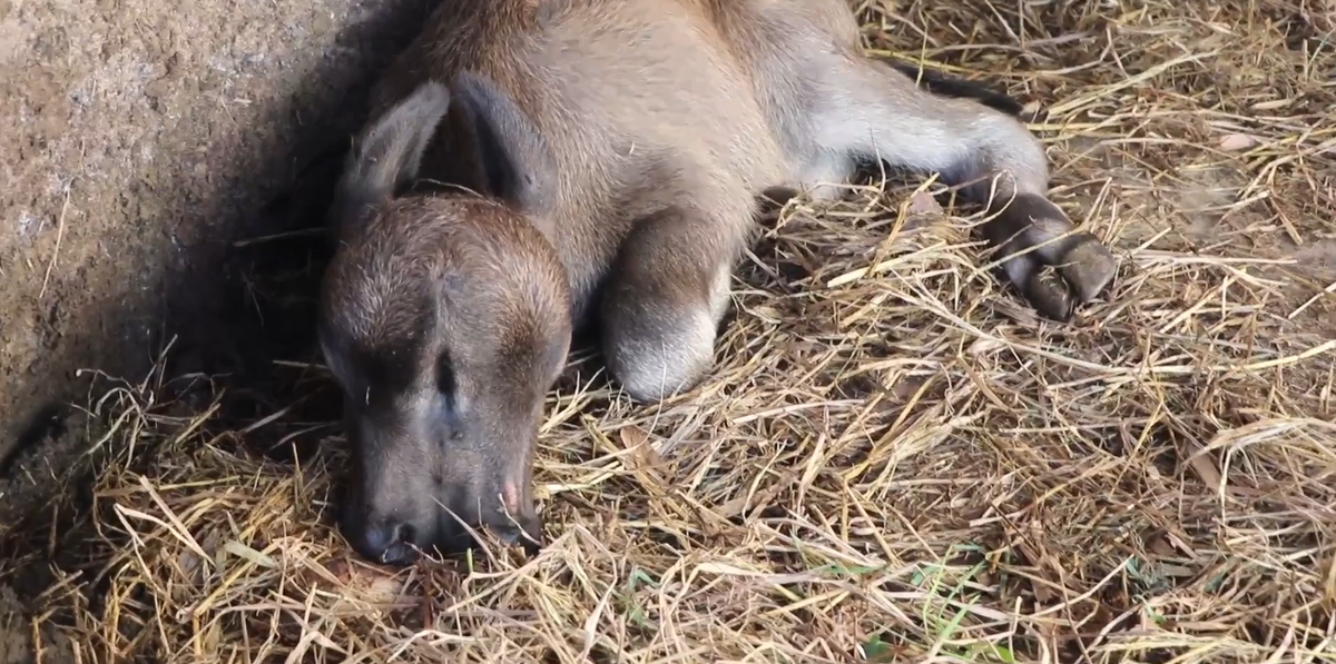 Theo lời ông S., con trâu này của ông đã có 7 lần sinh. Tuy nhiên, hiện tượng lạ này chỉ mới xảy ra lần đầu.