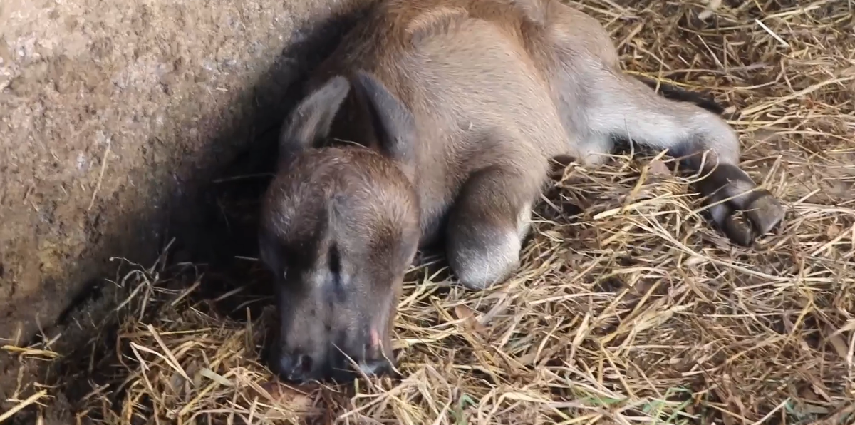 Thấy trâu mẹ sinh khó, ông S. đã hỗ trợ "đỡ đẻ", kéo con nghé ra khỏi bụng mẹ.