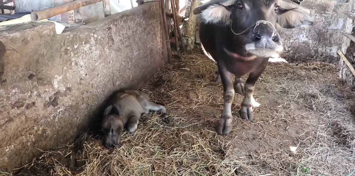 Mọi việc tưởng chừng bình thường nhưng sau khi quan sát lại chú nghé, ông S. giật mình phát hiện nghé con vừa ra đời có bộ mặt kỳ dị.