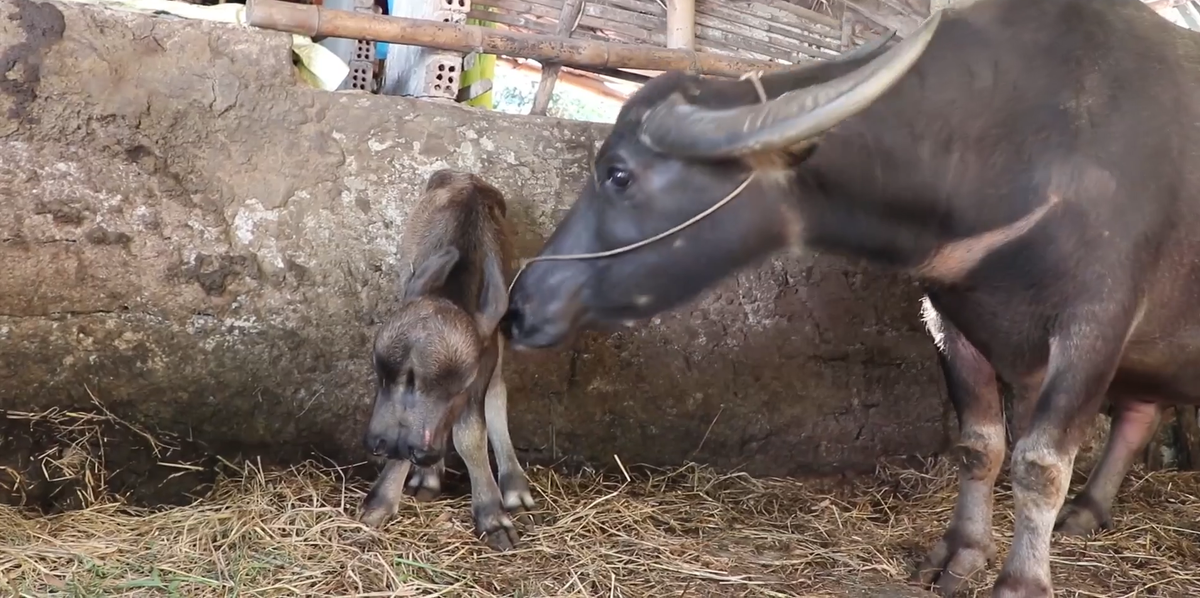 Ông theo dõi thì thấy trâu mẹ sinh con rất khó khăn. Sau một thời gian rặn đẻ, 2 chiếc chân sau của chú nghé lòi ra ngoài.