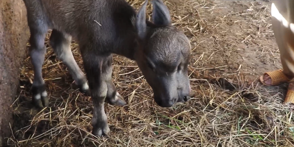 Chú nghé hiện đã có thể đứng dậy đi lại, tuy nhiên, thể trạng vẫn khá yếu. Người nhà ông S. cố gắng cho nghé con uống sữa tươi pha sẵn.