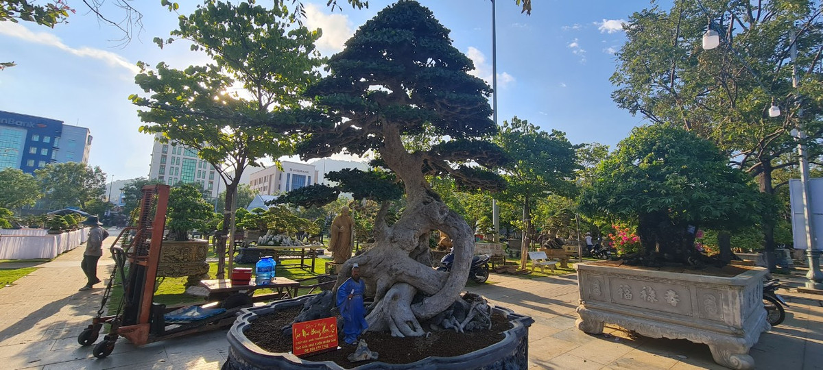 Từ loại cây trồng làm hàng rào thời xa xưa, duối lên đời thành “Vua của các loài cây cảnh”.