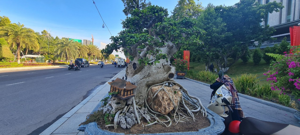 Các nhà vườn cho biết, hầu hết cây duối mọc và sinh tồn lâu đời ngoài tự nhiên, sau đó được người dân đào về và chăm sóc, tạo dáng.