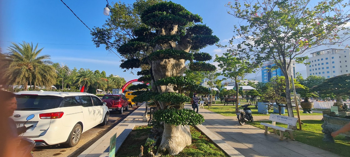 Duối là một trong những cây thân gỗ có tuổi thọ rất cao, theo quan niệm dân gian, đây là loại cây ban tài phát lộc, mang đến sự may mắn.