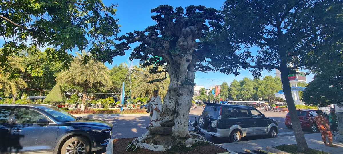 Những năm gần đây những cây duối cổ dáng đẹp được nhiều người trong giới cây cảnh săn lùng. 