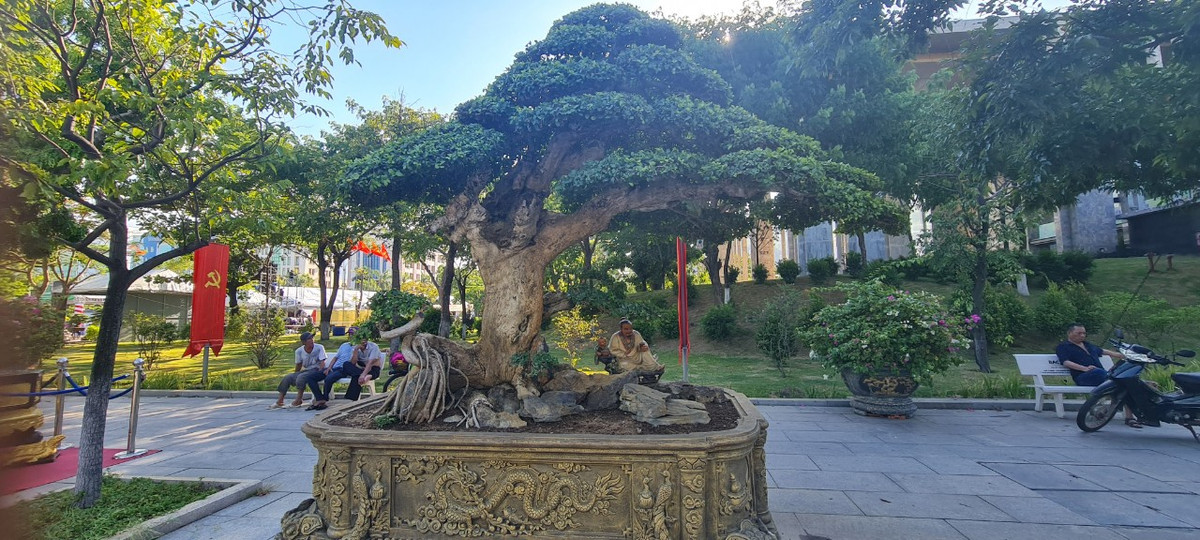 Đa dạng các dáng thế của các tuyệt phẩm duối bonsai.