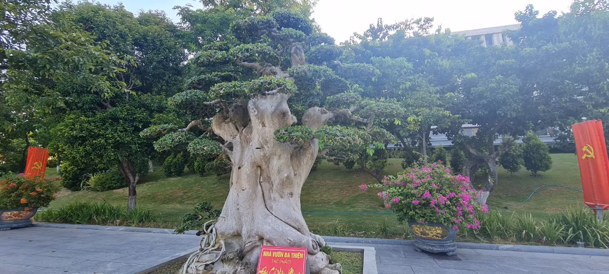 Nhiều gốc duối cổ được định giá cả tỷ đồng.