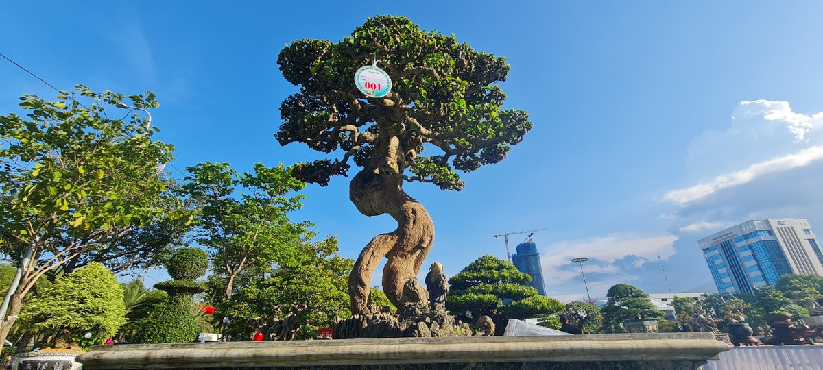 Tại triển lãm, xuất hiện không ít tác phẩm duối có dáng thế độc lạ khiến người xem trầm trồ.