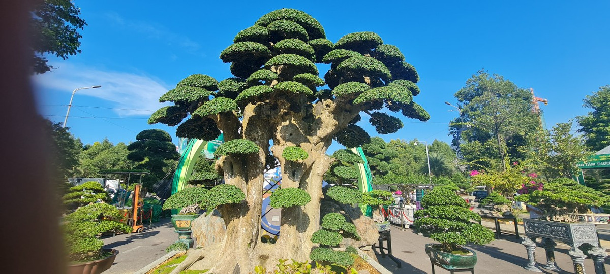 ại Triển lãm và Hội thi Sinh vật cảnh khu vực miền Trung - Tây Nguyên mở rộng năm 2023 diễn ra tại Quy Nhơn, Bình Định, nhiều người trầm trồ trước tuyệt phẩm "cụ" duối ngàn năm.