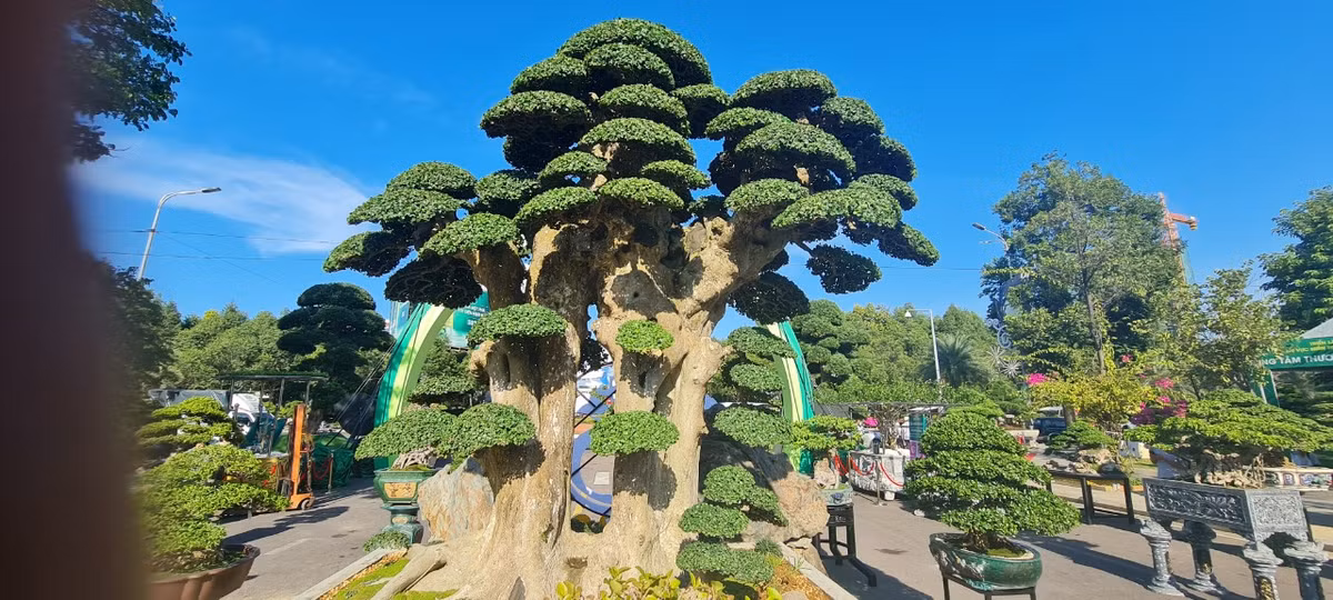 Tại Triển lãm và Hội thi Sinh vật cảnh khu vực miền Trung - Tây Nguyên mở rộng năm 2023 diễn ra tại Quy Nhơn, Bình Định, nhiều người trầm trồ trước tuyệt phẩm "cụ" duối ngàn năm.