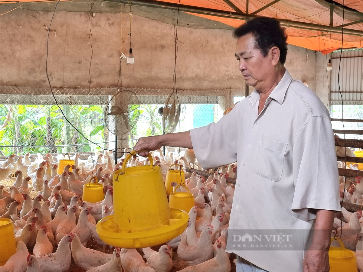 Lao nong Ninh Binh lai gan 300 trieu/nam nho nuoi ga Ai Cap-Hinh-4