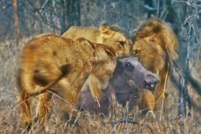 3 con sư tử hợp lực kéo con lợn rừng ra khỏi hang 3 con su tu hop luc keo con lon rung ra khoi hang