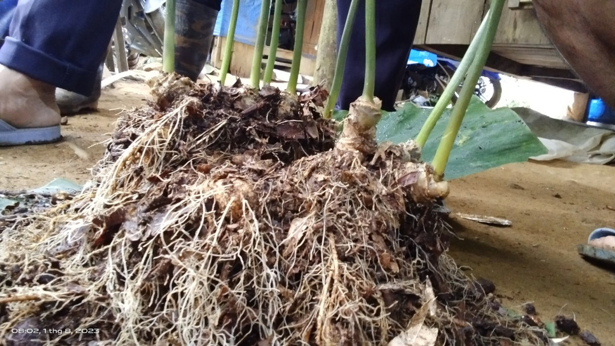 Cây sâm Ngọc Linh bao đời nay đã hiện diện tại vùng núi Ngọc Linh, huyện Nam Trà My, tỉnh Quảng Nam. Đây là loại dược liệu đặc biệt quý hiếm, có giá trị đặc hữu, với những đặc tính riêng có mà các loài sâm khác trên thế giới không có được.