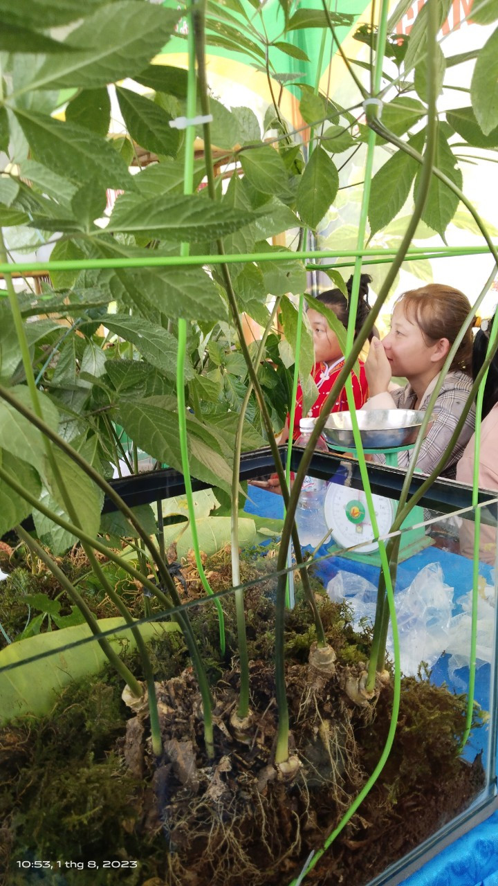 Chính vì vậy, Sâm Ngọc Linh - Sâm Việt Nam được xem là "quốc bảo", là vàng xanh của đất nước.