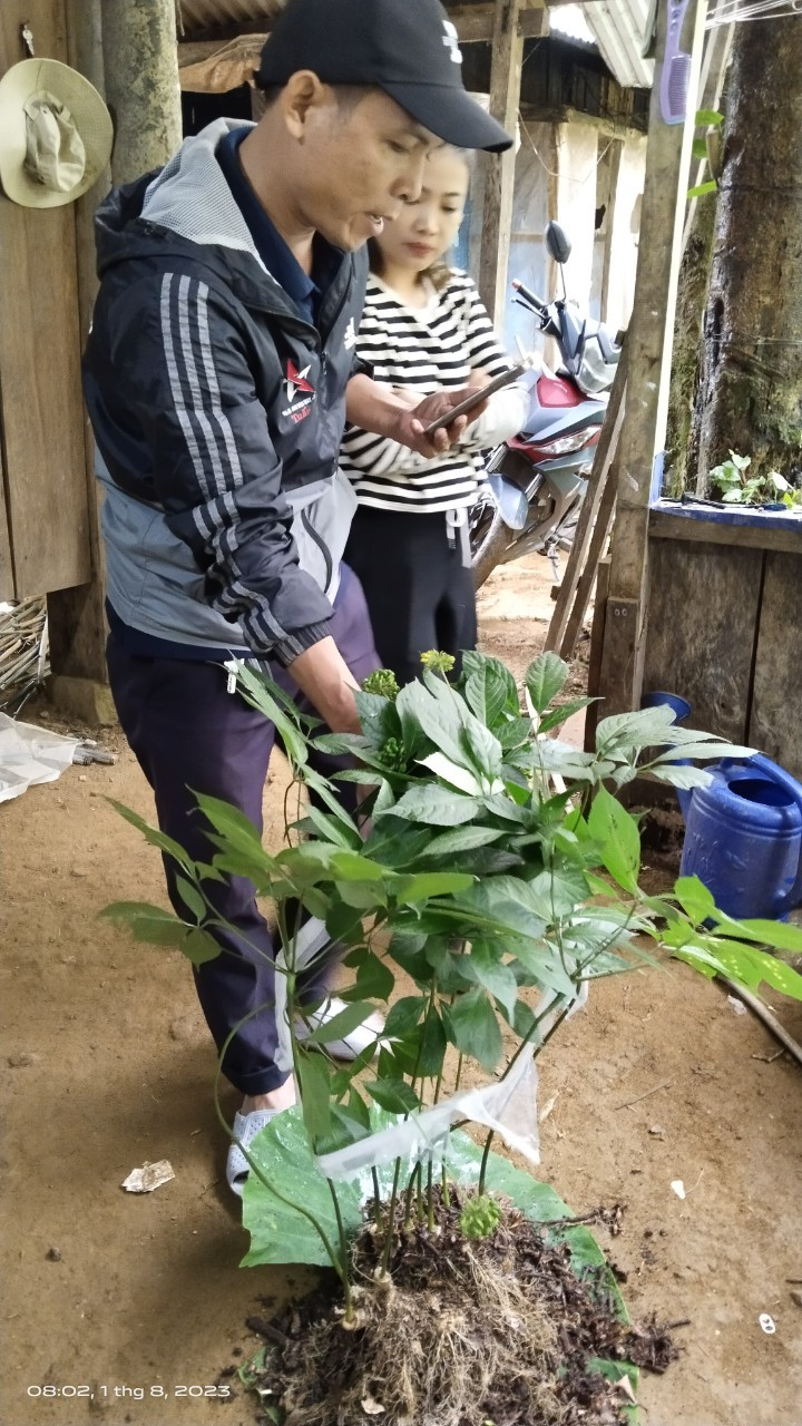 Cây sâm 9 nhánh đã thu hút sự quan tâm của nhiều du khách tham quan Lễ hội. Ban Tổ chức cho biết, hiện cây sâm 9 nhánh độc đáo này đã được trả giá 850 triệu đồng nhưng chủ nhân của nó chưa đồng ý bán.