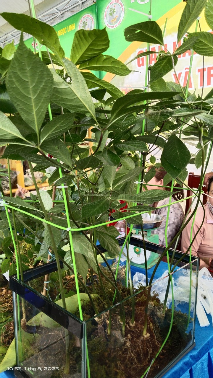  Cây sâm Ngọc Linh 9 nhánh độc nhất được đặt trong tủ kính tại một gian hàng ở Lễ hội Sâm Ngọc Linh lần thứ 5 năm 2023 .