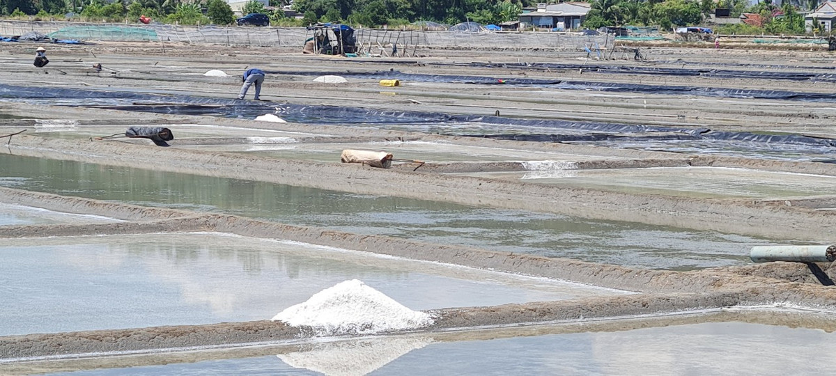 Thông thường, vụ muối Sa Huỳnh kéo dài từ tháng 2 đến tháng 8 mỗi năm, năng suất cao nhất là vào tháng 5 và tháng 6.