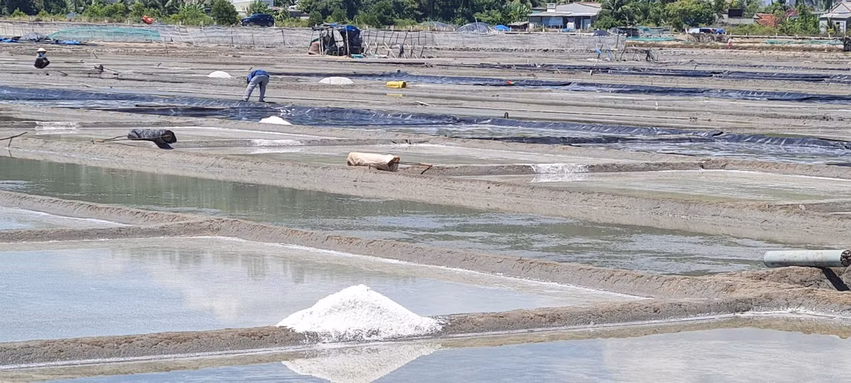 Thông thường, vụ muối Sa Huỳnh kéo dài từ tháng 2 đến tháng 8 mỗi năm, năng suất cao nhất là vào tháng 5 và tháng 6.