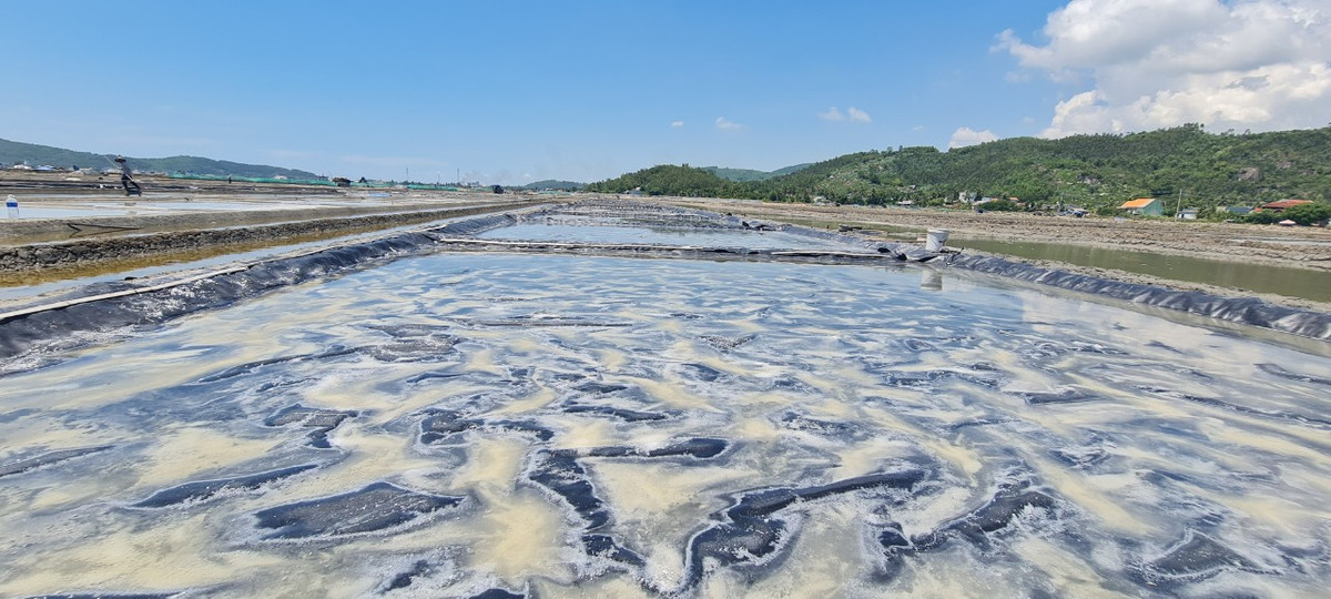 Nắng lên, nước biển dần kết tinh thành muối. Muốn hạt muối trắng ngần, to, óng ánh, diêm dân phải phơi nước mặn qua 3 nắng rồi mới thu hoạch.